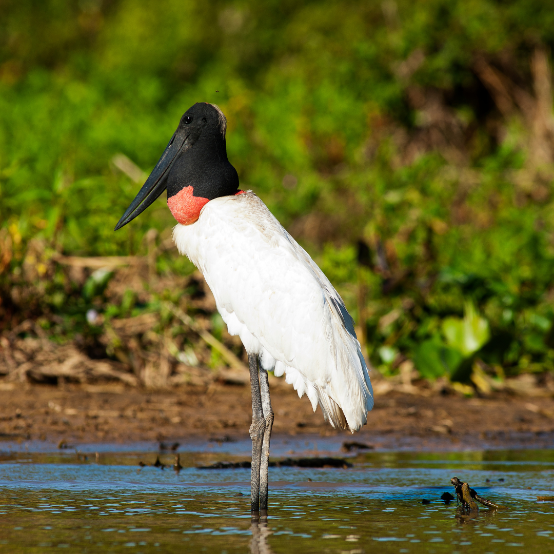 Os Povos Ind Genas Do Pantanal Observatorio Pantanal