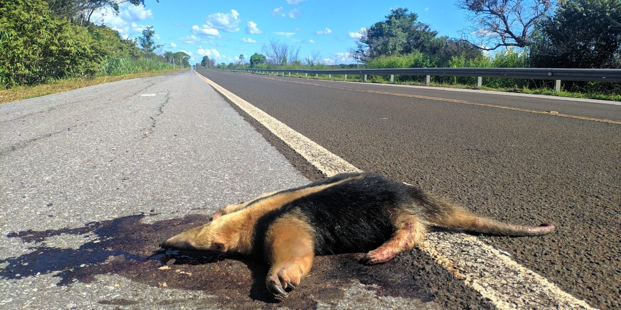 Animais mortos por atropelamento na BR-262 se tornam cena recorrente - Observatorio Pantanal